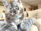 Show Kalite Maine Coon Yavruları