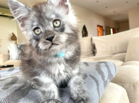 Show Kalite Maine Coon Yavruları görsel