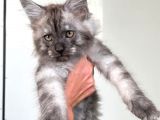 Show Kalite Maine Coon Yavruları