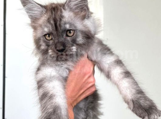 Show Kalite Maine Coon Yavruları görsel