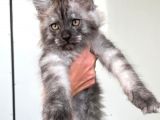 Show Kalite Maine Coon Yavruları