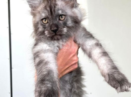Show Kalite Maine Coon Yavruları görsel