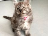Show Kalite Maine Coon Yavruları