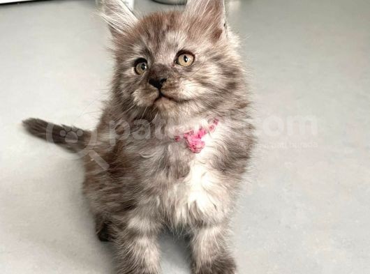 Show Kalite Maine Coon Yavruları görsel
