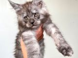 Show Kalite Maine Coon Yavruları
