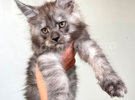 Show Kalite Maine Coon Yavruları görsel