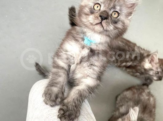 Show Kalite Maine Coon Yavruları görsel