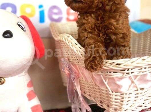 Toy Poodle Oyuncak Kaniş Orjinal Safkan Redbrown Kırmızı görsel