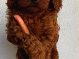 Sağlık Ve Irk Garantili Sevimli Toy Poodle Yavrularımız