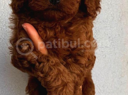 Sağlık Ve Irk Garantili Sevimli Toy Poodle Yavrularımız görsel