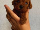 Sağlık Ve Irk Garantili Sevimli Toy Poodle Yavrularımız