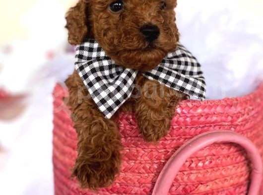 Toy Poodle Oyuncak Kaniş Orjinal Safkan Redbrown Kırmızı
