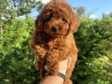Red Brown Di̇şi̇ Erkek Toy Poodle Oyuncak Bebekler