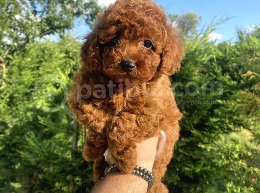 Red Brown Di̇şi̇ Erkek Toy Poodle Oyuncak Bebekler görsel