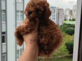 A+ Kali̇te 2 Aylik Teacul Di̇şi̇ Toy Poodle Yavru