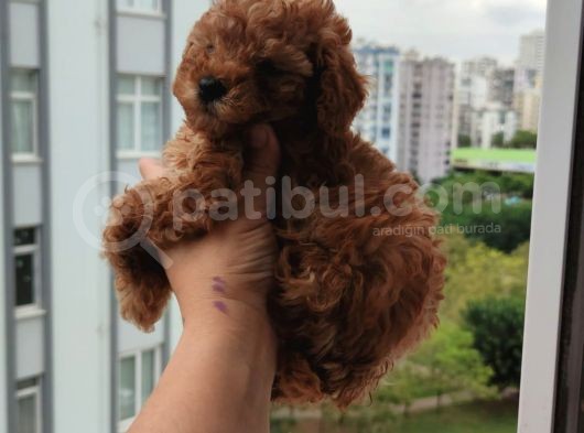A+ Kali̇te 2 Aylik Teacul Di̇şi̇ Toy Poodle Yavru