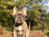 Blue French Bulldog Egzoti̇k Yavrumuz