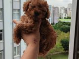 A+ Kali̇te 2 Aylik Teacul Di̇şi̇ Toy Poodle Yavru