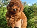 Red Brown Di̇şi̇ Erkek Toy Poodle Oyuncak Bebekler