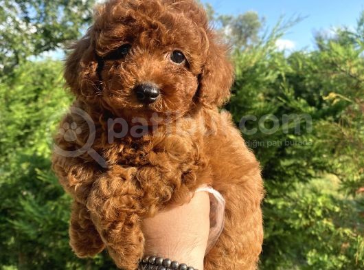 Red Brown Di̇şi̇ Erkek Toy Poodle Oyuncak Bebekler