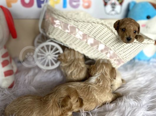 Malti̇poo Tüy Dökmez Orjinal Anne Baba Görebilme Şansı Garantili görsel