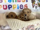 Malti̇poo Tüy Dökmez Orjinal Anne Baba Görebilme Şansı Garantili