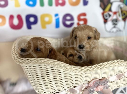 Malti̇poo Tüy Dökmez Orjinal Anne Baba Görebilme Şansı Garantili görsel