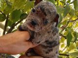 Merle Ve Brindle French Bulldog Yavrular