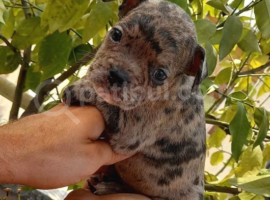 Merle Ve Brindle French Bulldog Yavrular