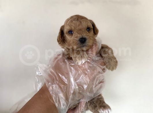 Malti̇poo Tüy Dökmez Orjinal Anne Baba Görebilme Şansı Garantili görsel