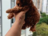 A+ Kali̇te 2 Aylik Teacul Di̇şi̇ Toy Poodle Yavru