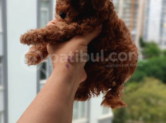 A+ Kali̇te 2 Aylik Teacul Di̇şi̇ Toy Poodle Yavru görsel
