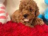 Toy Poodle Oyuncak Kaniş Orjinal Safkan Redbrown Kırmızı