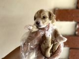 Malti̇poo Tüy Dökmez Orjinal Anne Baba Görebilme Şansı Garantili