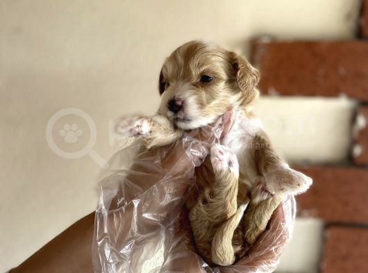 Malti̇poo Tüy Dökmez Orjinal Anne Baba Görebilme Şansı Garantili