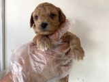 Malti̇poo Tüy Dökmez Orjinal Anne Baba Görebilme Şansı Garantili