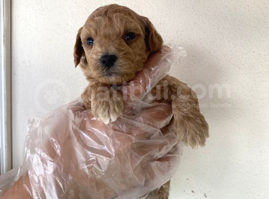Malti̇poo Tüy Dökmez Orjinal Anne Baba Görebilme Şansı Garantili görsel