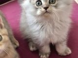 Mıncırıklar Yeni Yuvaya Hazır