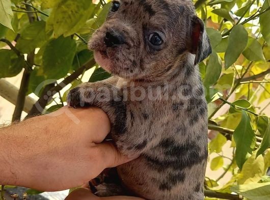 Merle Ve Brindle French Bulldog Yavrular görsel