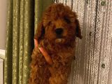 Ev Ortamında Büyüyen Poodle Yavrularımız