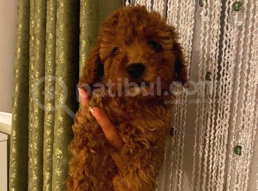 Ev Ortamında Büyüyen Poodle Yavrularımız görsel