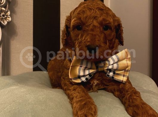 Ev Ortamında Büyüyen Poodle Yavrularımız