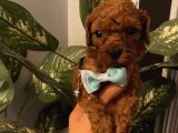 Ev Ortamında Büyüyen Poodle Yavrularımız