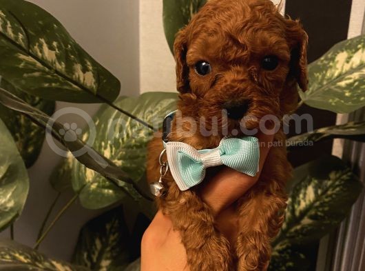 Ev Ortamında Büyüyen Poodle Yavrularımız görsel