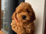 Sağlık Ve Irk Garantili Sevimli Toy Poodle Yavrularımız