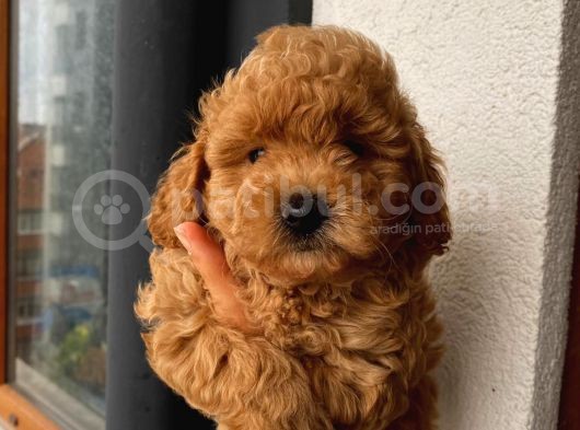 Sağlık Ve Irk Garantili Sevimli Toy Poodle Yavrularımız görsel