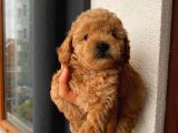 Sağlık Ve Irk Garantili Sevimli Toy Poodle Yavrularımız