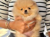Pomeranian Boo Çocuklarımız