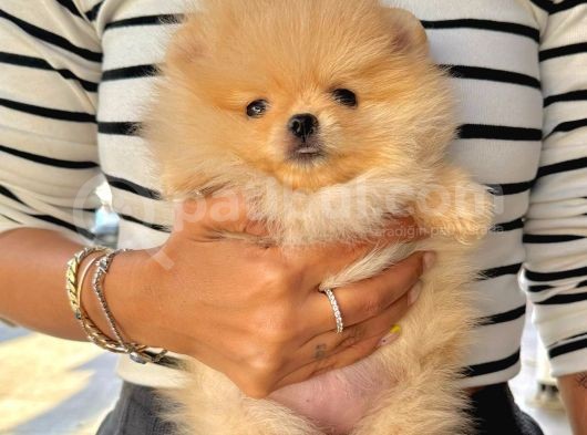 Pomeranian Boo Çocuklarımız görsel