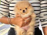 Pomeranian Boo Çocuklarımız